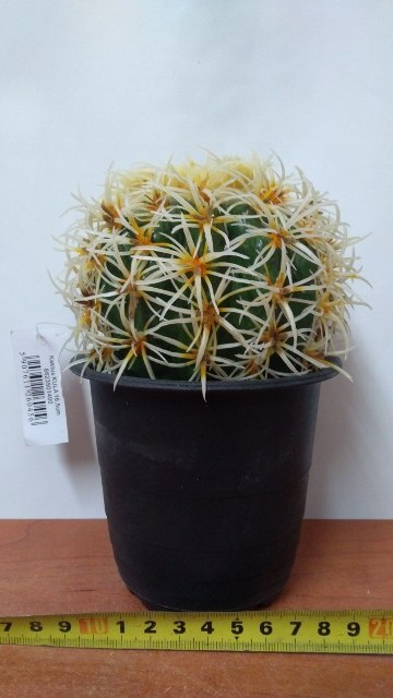 Kwiat KAKTUS kula 16,5cm | 8623501400 Kwiat KAKTUS kula 16,5cm | 8623501400