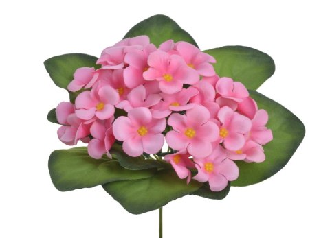 Fiolek afrykański 18cm. Różowy 86CAN3021209_02 Fiolek afrykański 18cm. Różowy 86CAN3021209_02