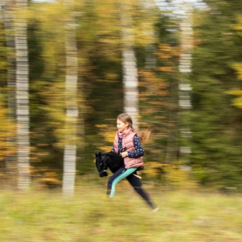 Hobby horse koń na patyku kiju dla dziecka duży A3 Hobby horse koń na patyku kiju dla dziecka duży A3