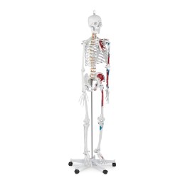 Model anatomiczny ludzkiego szkieletu 180 cm + Plakat anatomiczny