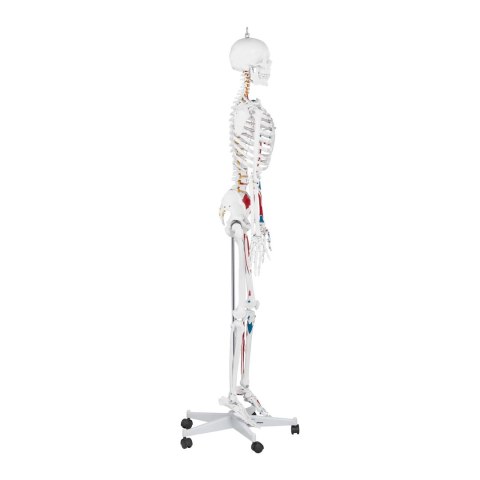 Model anatomiczny ludzkiego szkieletu 180 cm + Plakat anatomiczny Model anatomiczny ludzkiego szkieletu 180 cm + Plakat anatomiczny