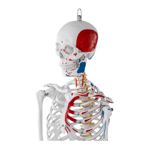 Model anatomiczny ludzkiego szkieletu 180 cm + Plakat anatomiczny Model anatomiczny ludzkiego szkieletu 180 cm + Plakat anatomiczny