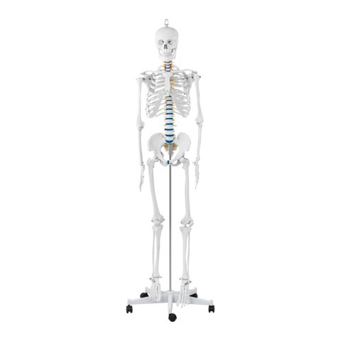 Model anatomiczny szkieletu człowieka 176 cm + Plakat anatomiczny Model anatomiczny szkieletu człowieka 176 cm + Plakat anatomiczny